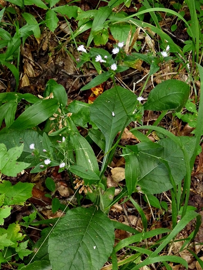 {Elephantopus carolinianus}